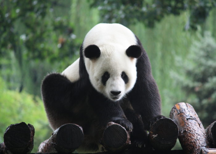Wahrzeichen von China – ein Panda Bär.