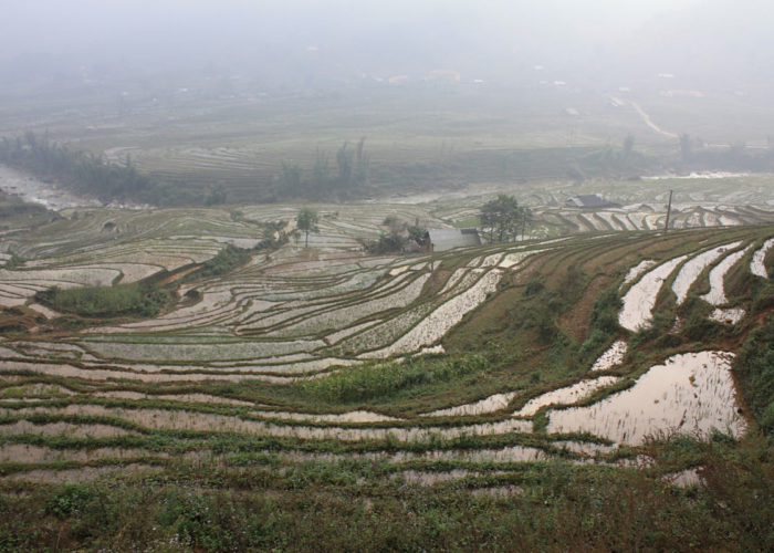 Reisterrassen im Norden des Vietnam.